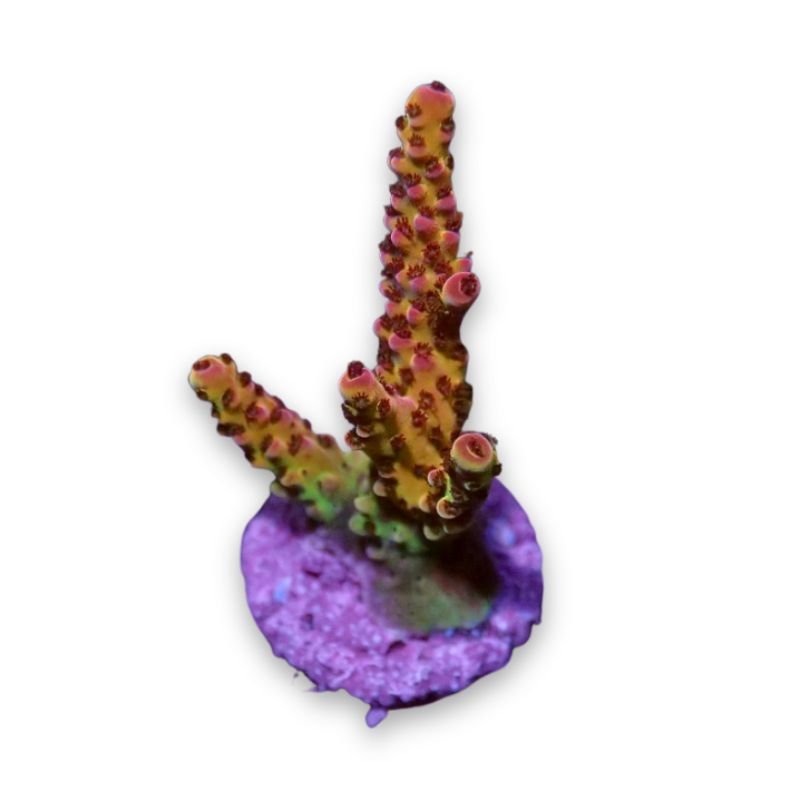 Acropora sp. 'PC Rainbow'