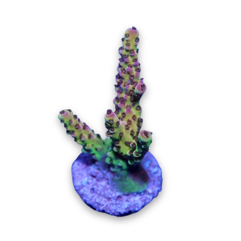 Acropora sp. 'PC Rainbow'
