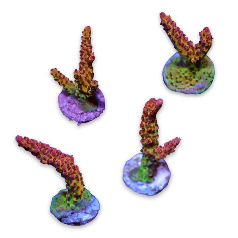 Acropora sp. 'PC Rainbow'