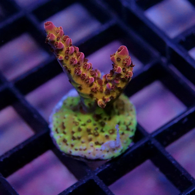 Acropora sp. 'PC Rainbow'