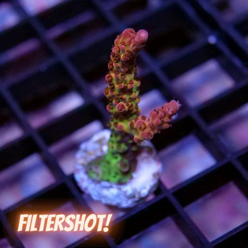 Acropora sp. 'PC Rainbow'