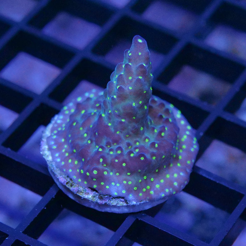 Acropora sp. 'Tricolor'