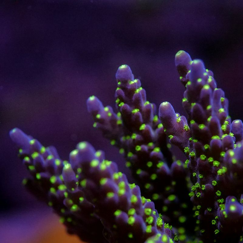 Acropora sp. 'Tricolor'