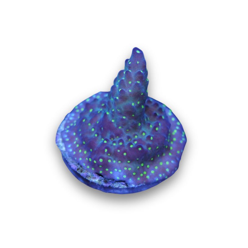 Acropora sp. 'Tricolor'