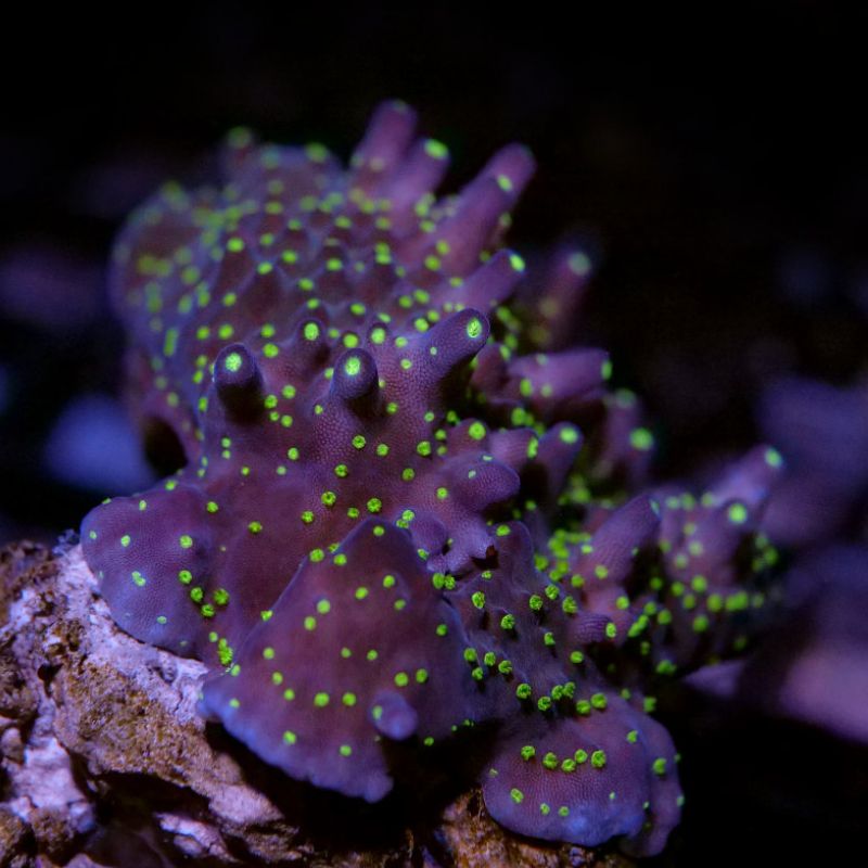 Acropora sp. 'Tricolor'