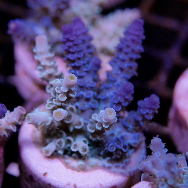 Acropora kenti - mehr Optionen anfragen