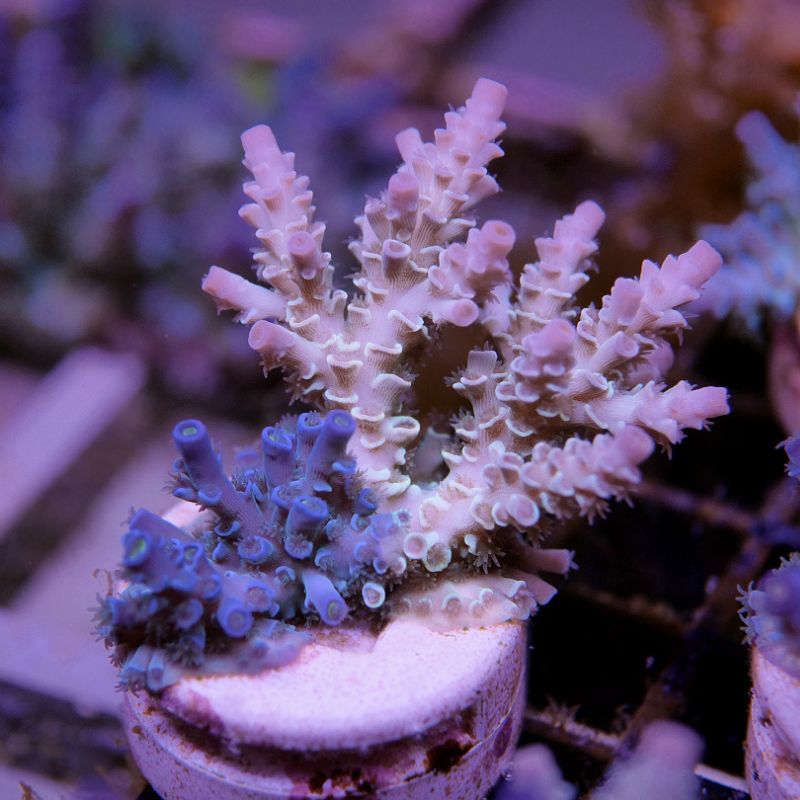 Acropora kenti - mehr Optionen anfragen