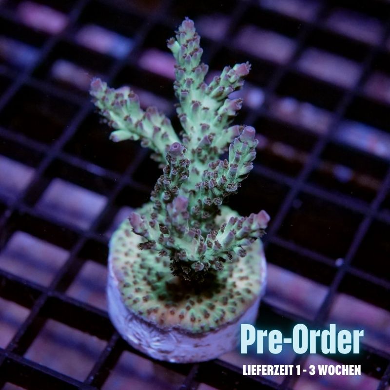 Acropora nasuta - SciReef Twin