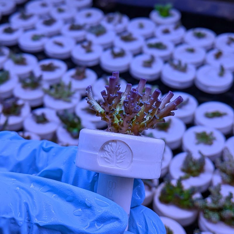 Acropora kenti - mehr Optionen anfragen