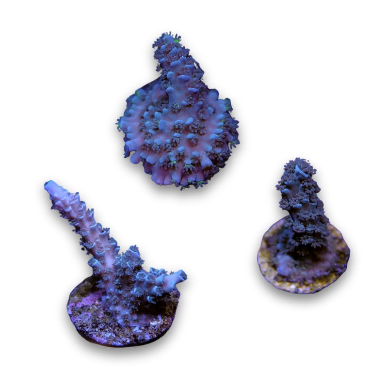 Acropora tenuis 'Blue'