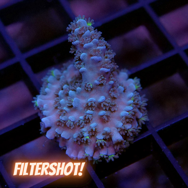 Acropora tenuis 'Blue'