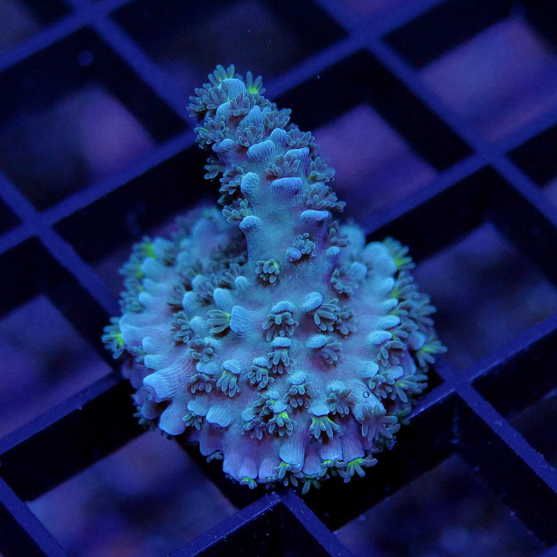 Acropora tenuis 'Blue'