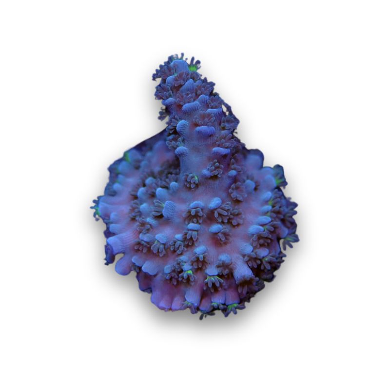 Acropora tenuis 'Blue'