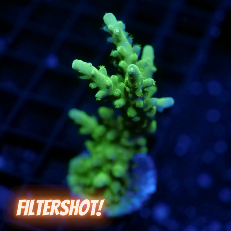 Acropora vaughani 'Neon'