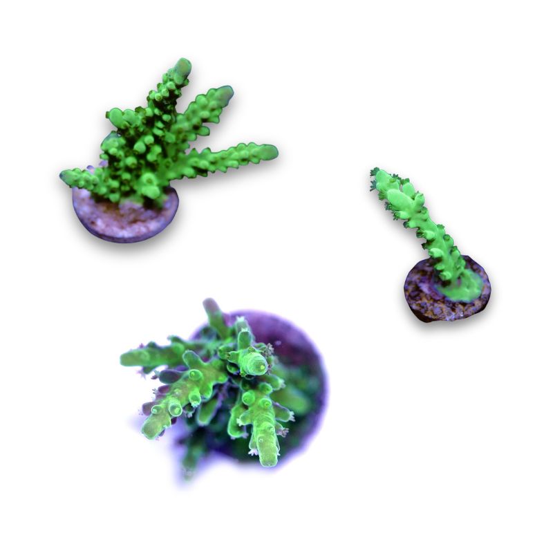 Acropora vaughani 'Neon'