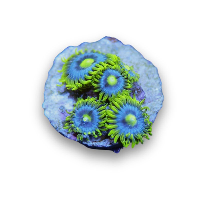 Zoanthus sp. 'Blueberry Pie'