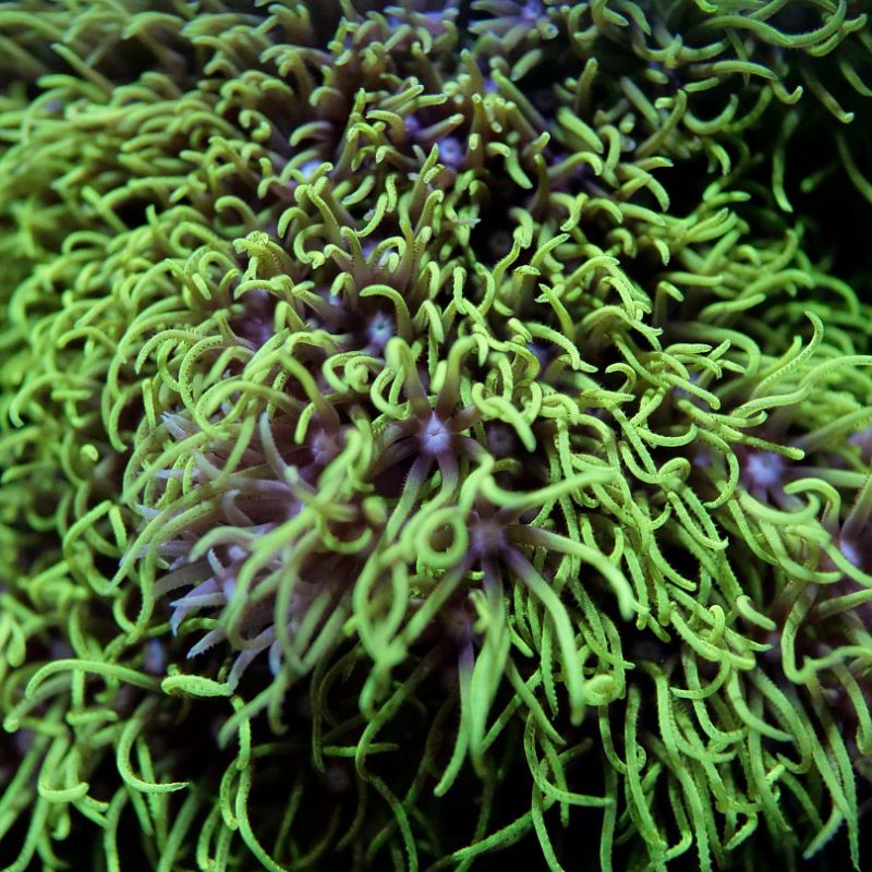 Briareum sp. 'Green'