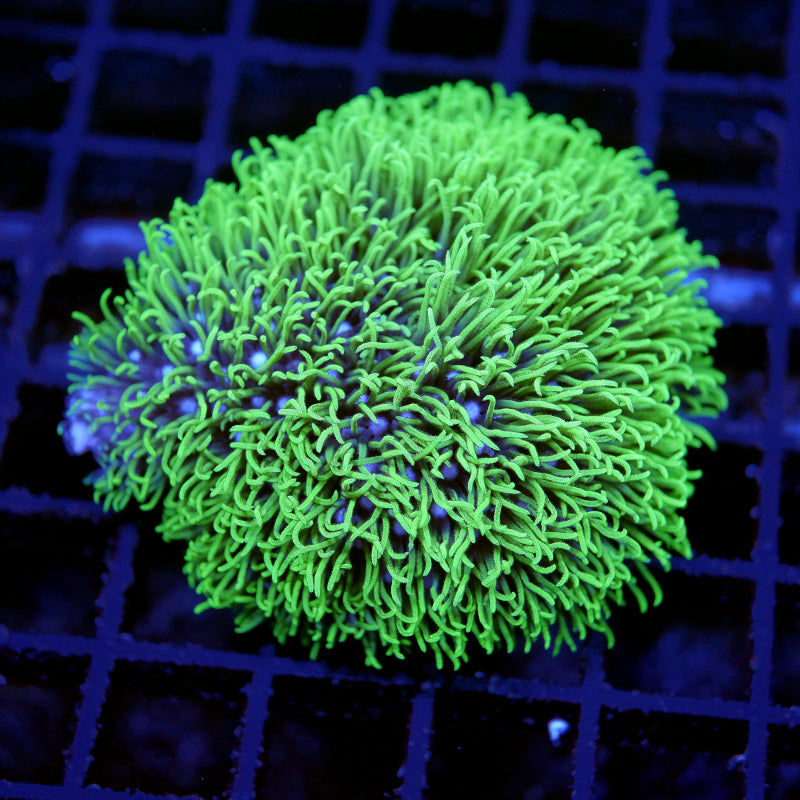 Korallenpaket 'Low Budget'