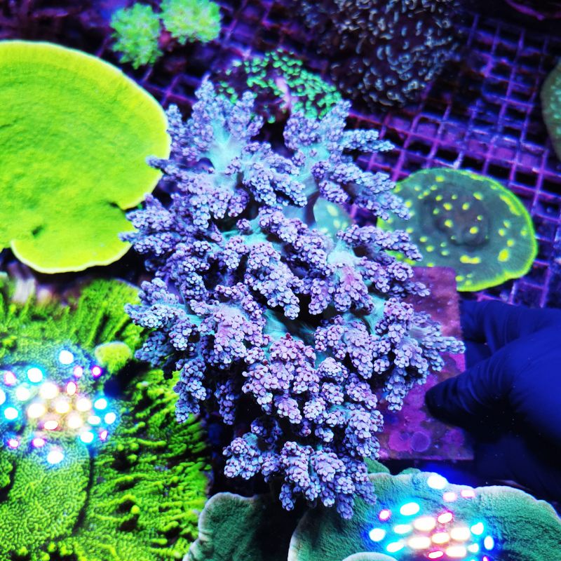 Capnella sp. 'Green'