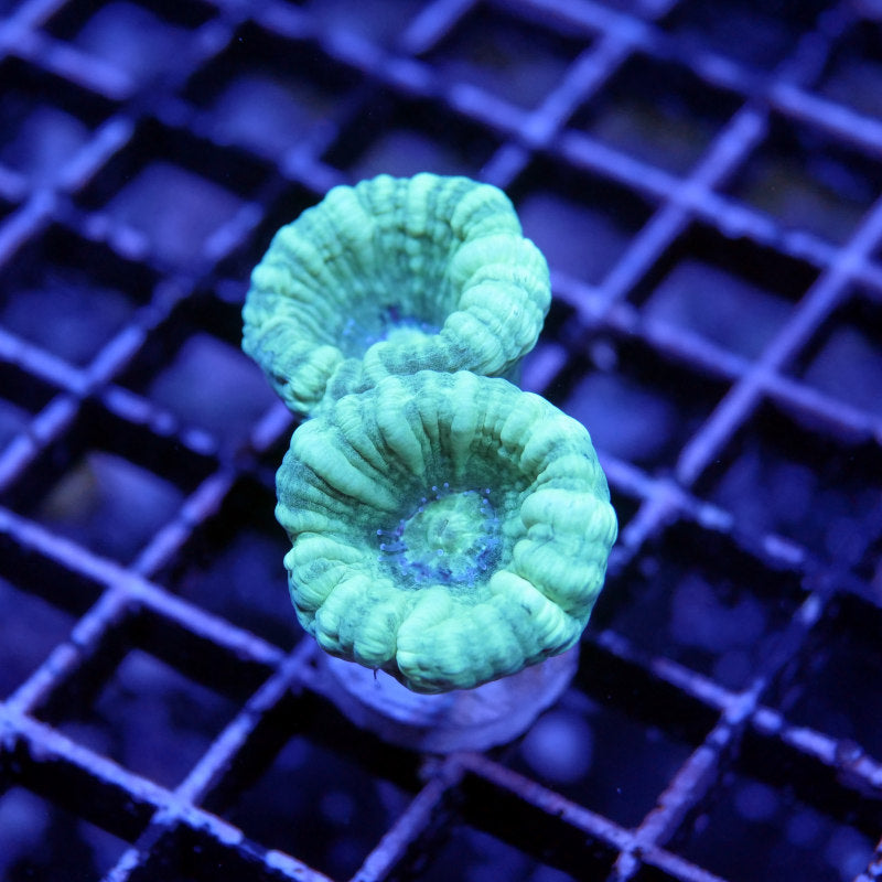 Frag Pack XL - Tank Start