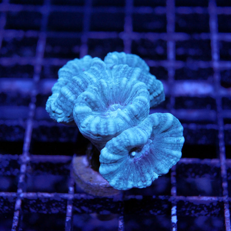 Korallenpaket XL - Erstbesatz