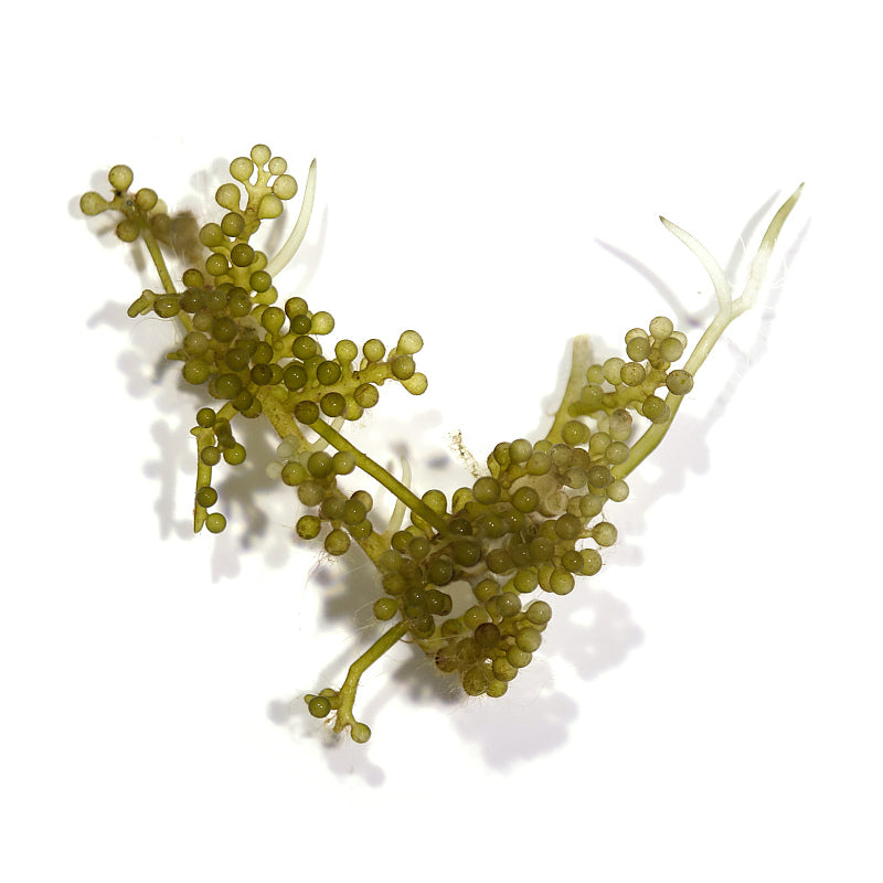 Caulerpa racemosa