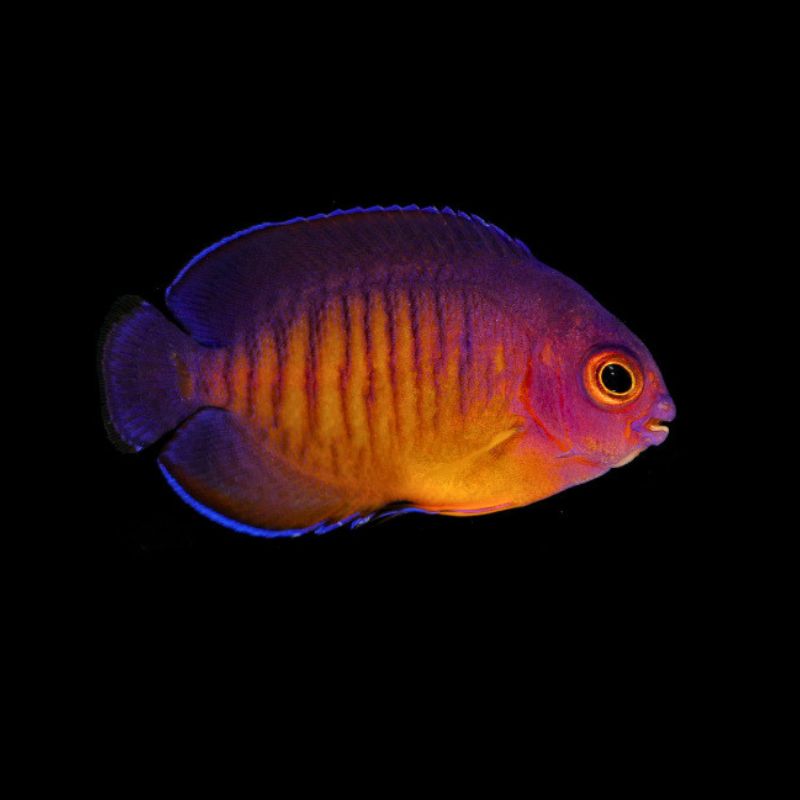 Streifen-Zwergkaiserfisch