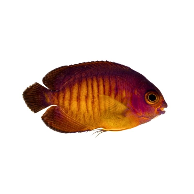 Streifen-Zwergkaiserfisch