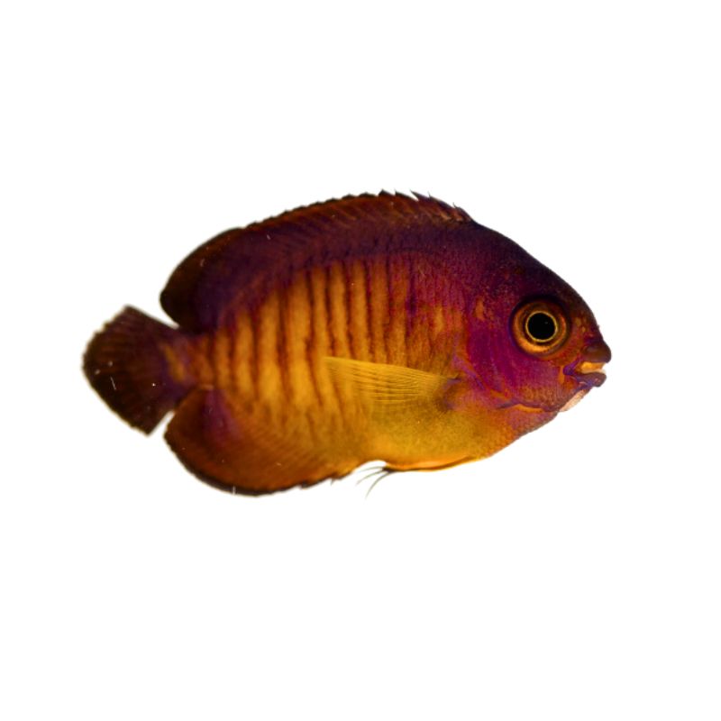 Streifen-Zwergkaiserfisch