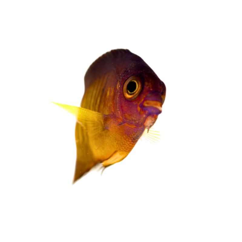 Streifen-Zwergkaiserfisch