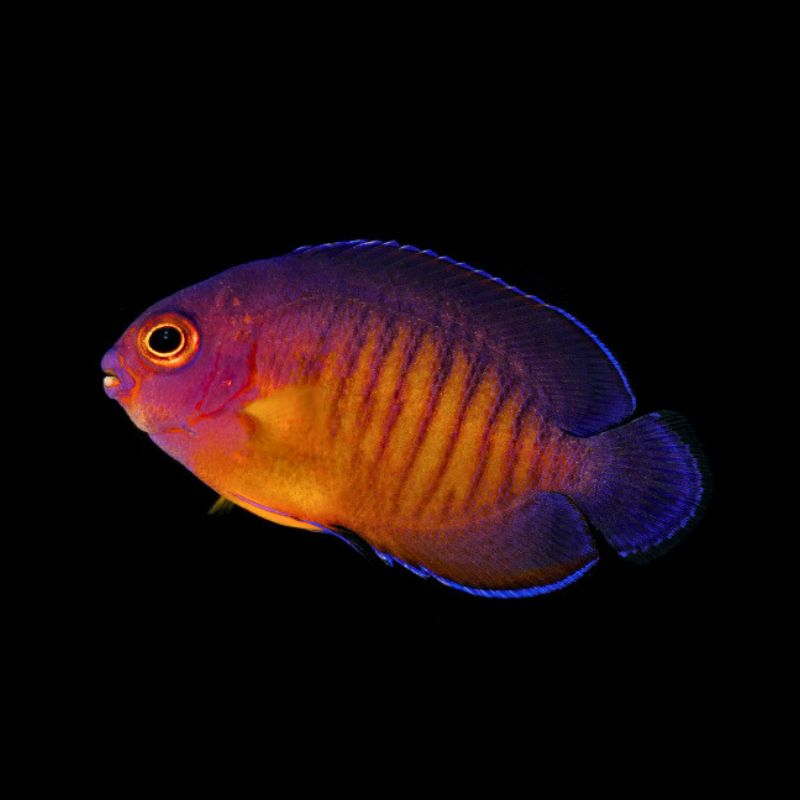 Streifen-Zwergkaiserfisch