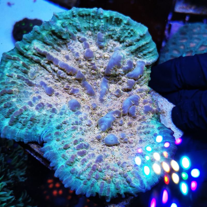 Chalice 'Vanilla Bounce'