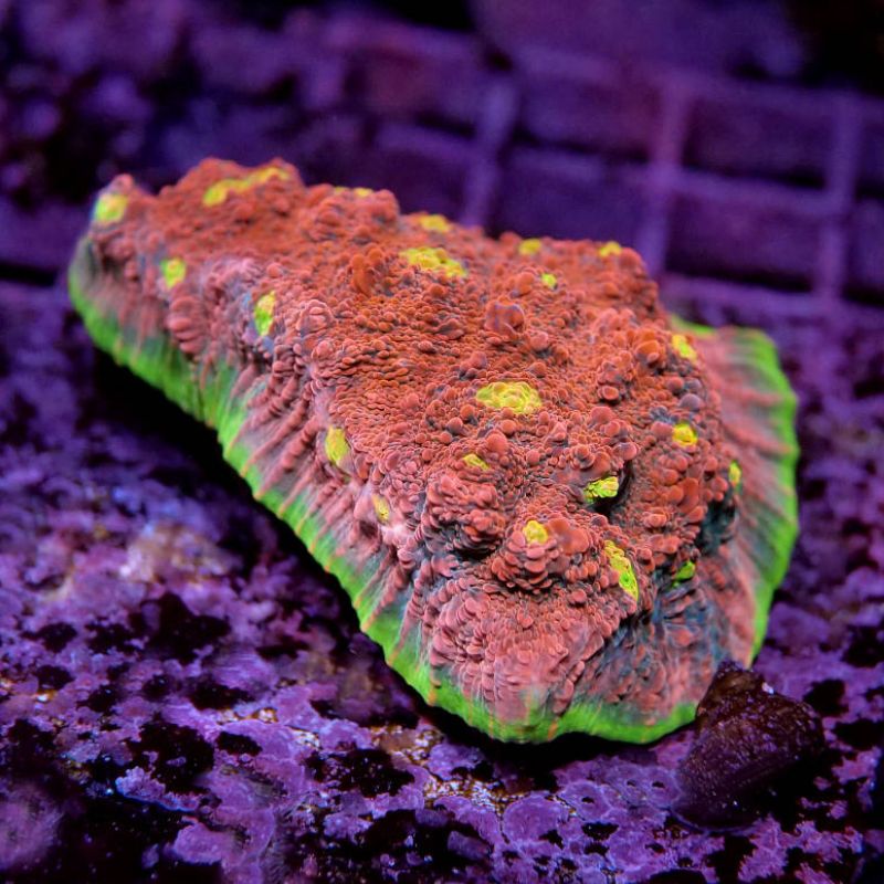 Lps Watermelon Buy Chalice Watermelon - LPS corals from aquaculture