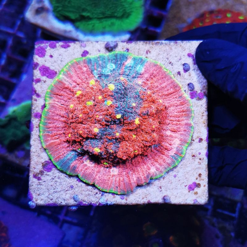 Chalice 'Watermelon'