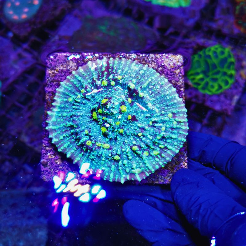 Chalice 'Green Galaxy'