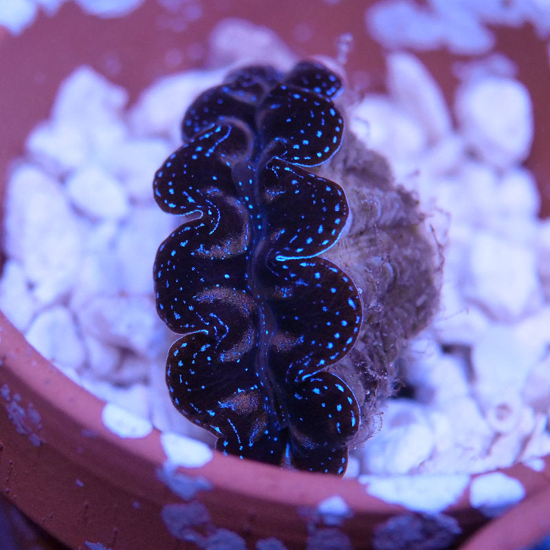 Tridacna crocea