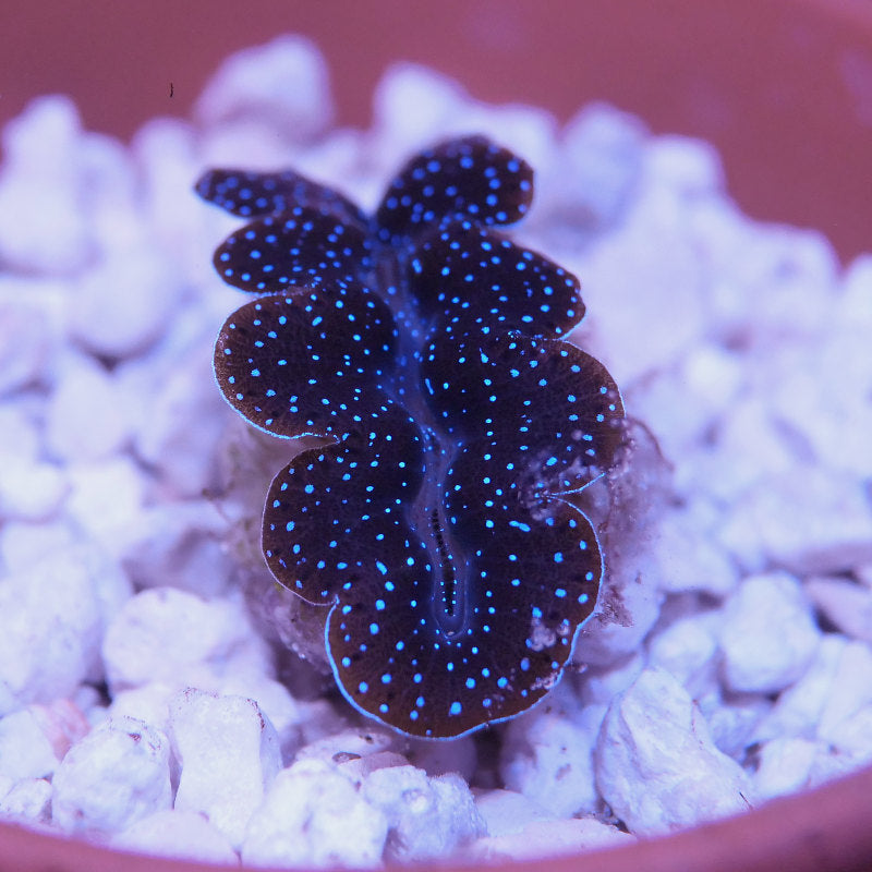 Tridacna crocea