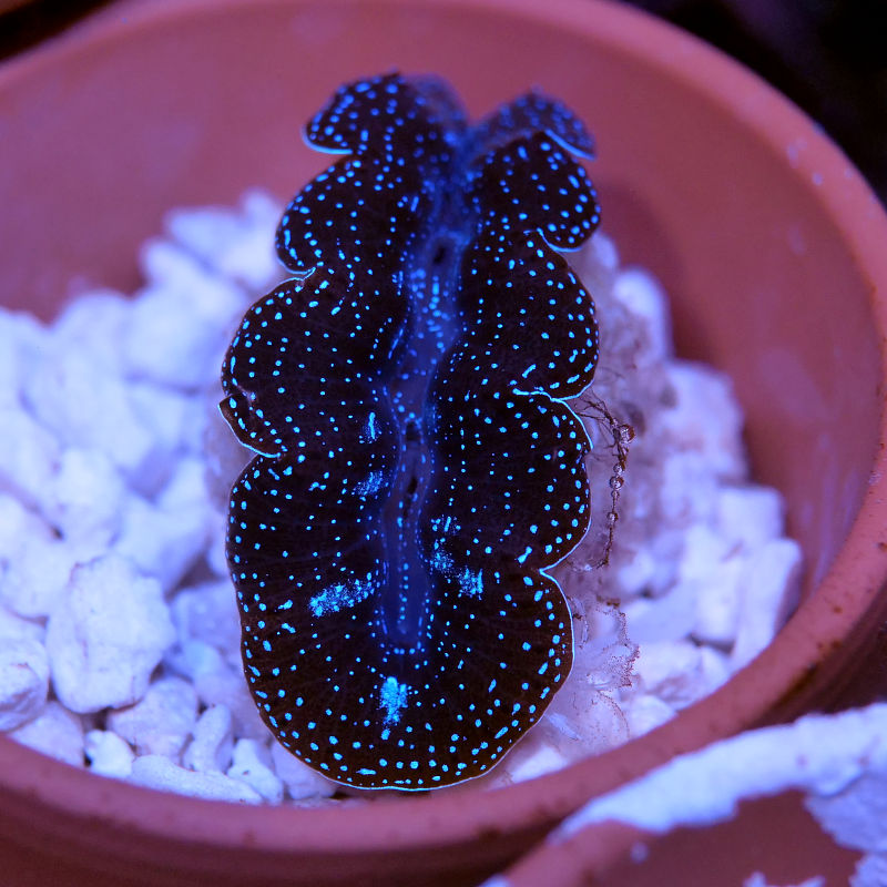 Tridacna crocea