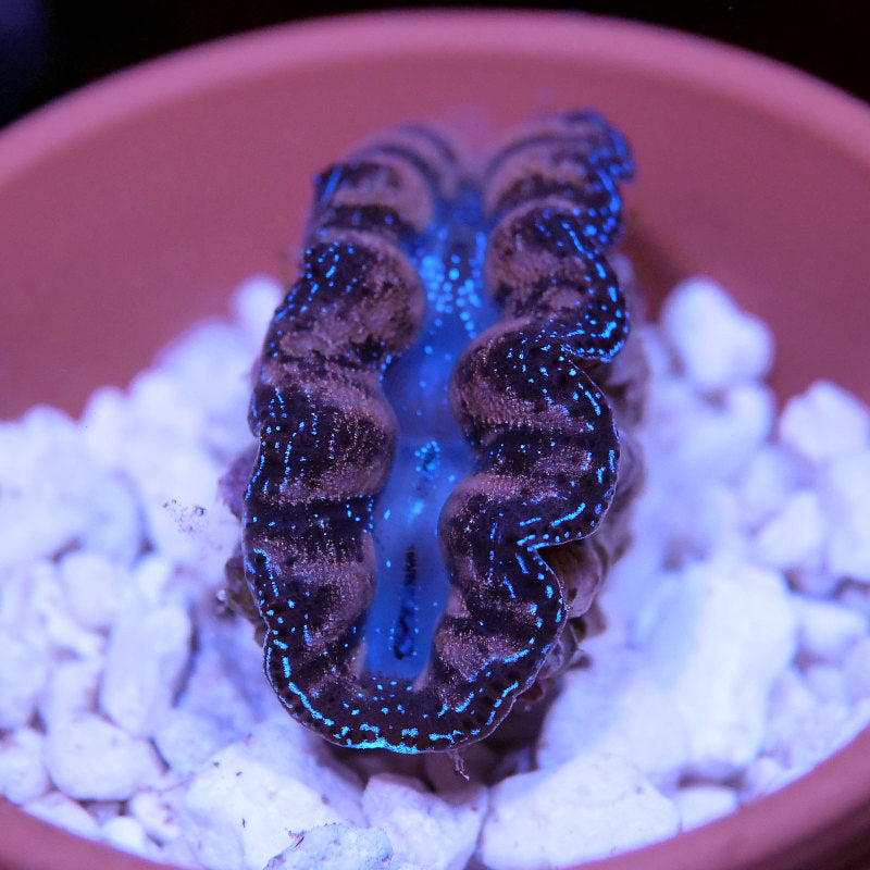 Tridacna crocea