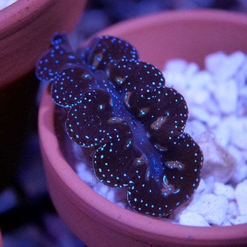 Tridacna crocea