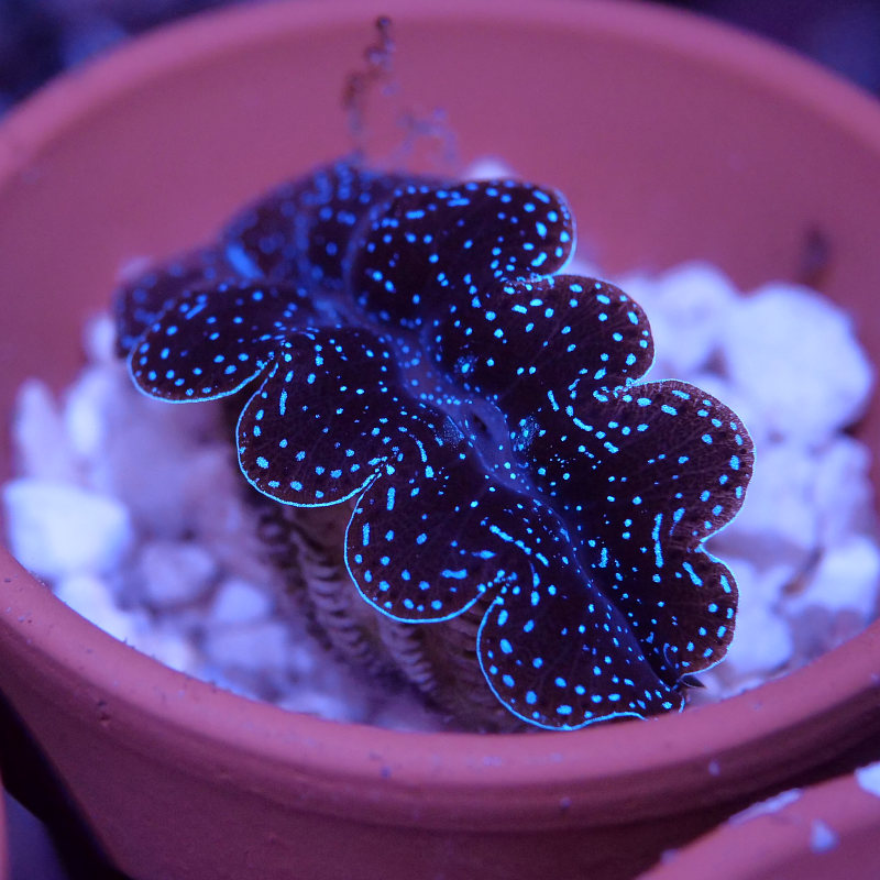Tridacna crocea
