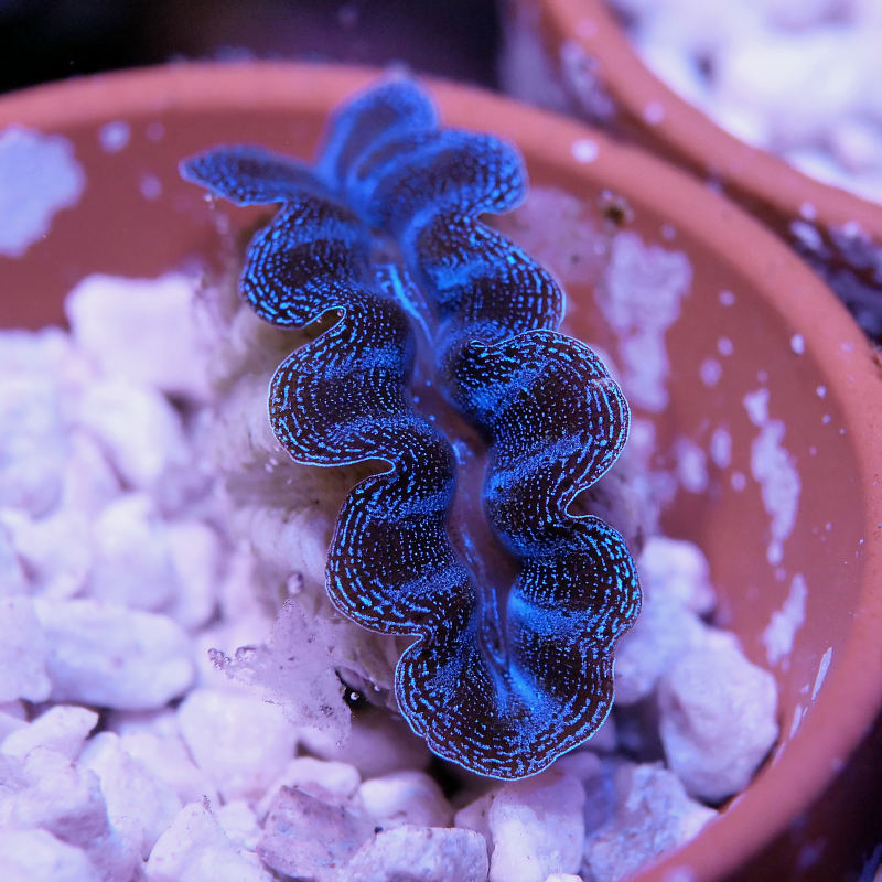 Tridacna crocea