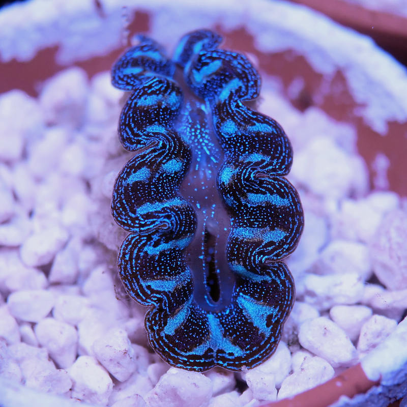 Tridacna crocea