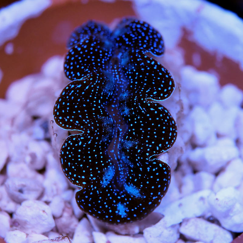 Tridacna crocea