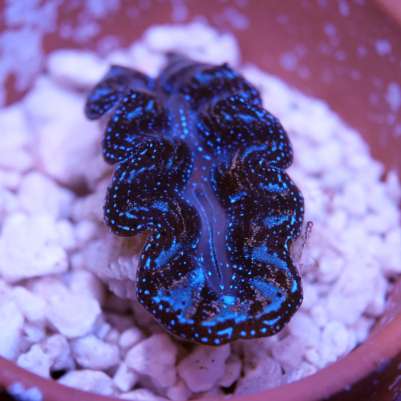 Tridacna crocea