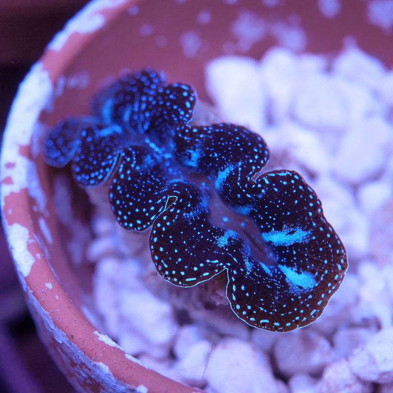 Tridacna crocea