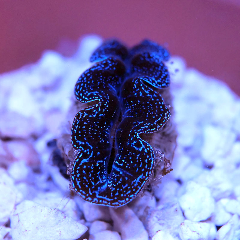 Tridacna crocea