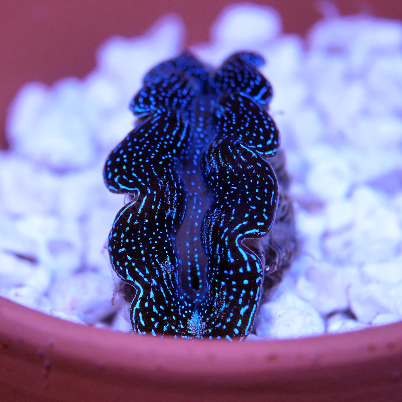 Tridacna crocea