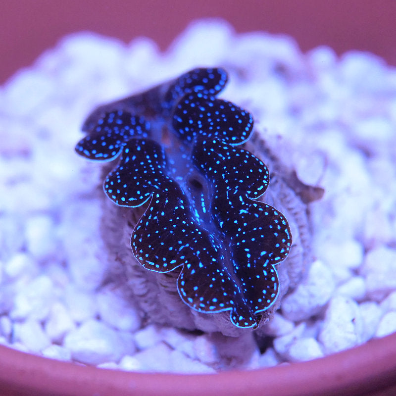 Tridacna crocea