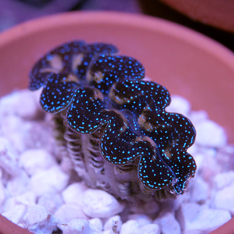 Tridacna crocea